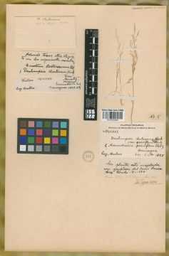 Ejemplar Trisetum berteroanum Kunth