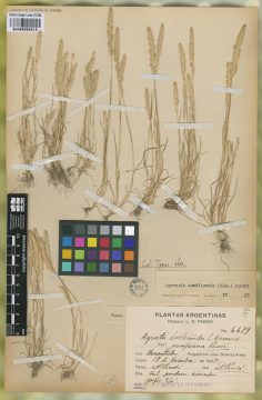 Ejemplar Agrostis koelerioides E. Desv. var. pampeana Parodi