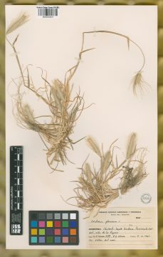 Ejemplar Hordeum glaucum Steud.