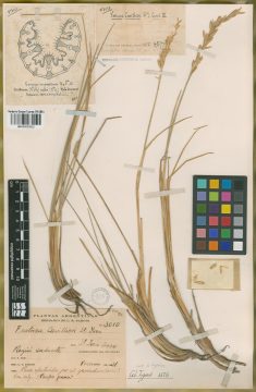 Ejemplar Festuca cavillieri St.-Yves