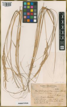 Ejemplar Poa barrosiana Parodi