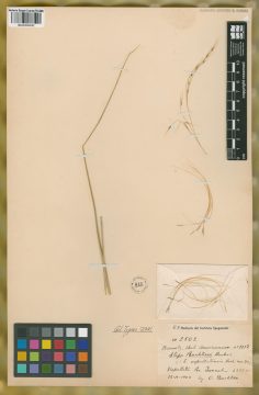 Ejemplar Stipa buchtienii Hack.