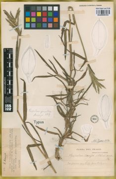 Ejemplar Paspalum jesuiticum Parodi