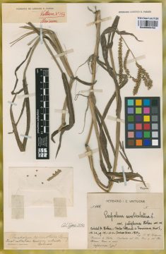 Ejemplar Paspalum scrobiculatum L. var. pubigluma Hicken