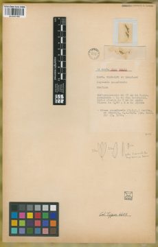 Ejemplar Deyeuxia poiformis Kunth