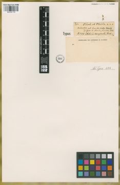 Ejemplar Chloris neglecta Nash
