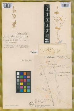 Ejemplar Panicum flavo-marginatum Mez