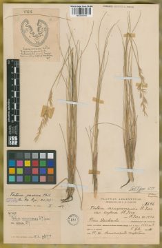 Ejemplar Festuca neuquenensis St.-Yves var. aspera St.-Yves