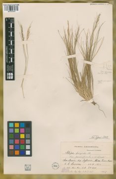 Ejemplar Stipa frigida Phil. var. parvispicula Parodi