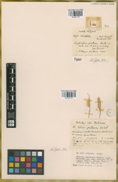 Ejemplar Chloris spathacea Hochst. ex Steud