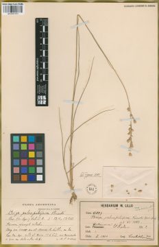 Ejemplar Briza paleapilifera Parodi