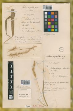 Ejemplar Setaria argentina R.A.W. Herrm.