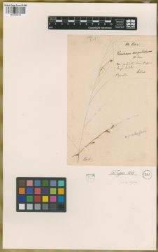 Ejemplar Panicum megastachyum Nees