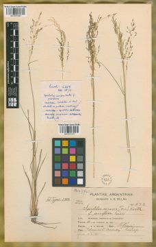 Ejemplar Sporobolus aeneus (Trin.) Kunth fo. parviflorus Parodi