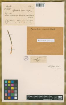 Ejemplar Sporobolus aeneus (Trin.) Kunth