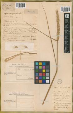 Ejemplar Elymus vaginatus Phil.