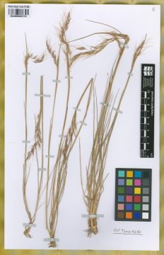 Ejemplar Nassella cabrerae Torres
