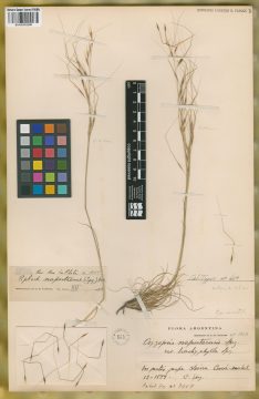 Ejemplar Oryzopsis napostaensis Speg. var. brachyphylla Speg.