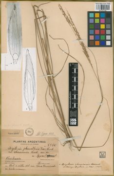 Ejemplar Digitaria phaeotrix (Trin.) Parodi var. chacoensis Parodi