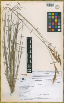 Ejemplar Paspalum vexillarium G.H. Rua, Valls, Graciano-Ribeiro & R.C. Oliveira