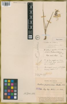 Ejemplar Festuca lechleriana Steud.