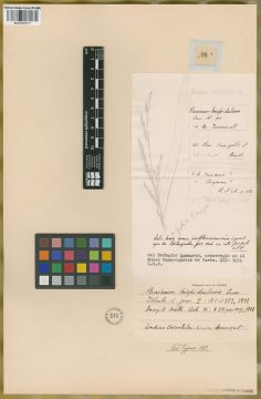 Ejemplar Panicum hispidulum Lam.