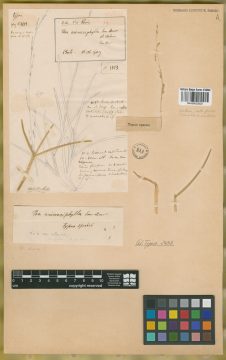 Ejemplar Poa acinaciphylla  E. Desv.
