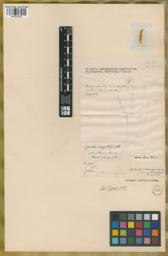Ejemplar Guadua angustifolia Kunth