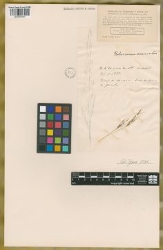 Ejemplar Podosemum mucronatum Kunth