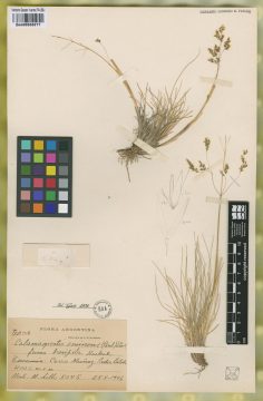 Ejemplar Calamagrostis eminens (J. Presl) Steud. fo. brevipila Hack.