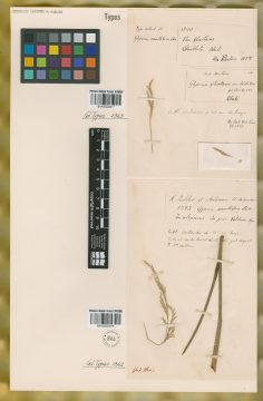 Ejemplar Glyceria multiflora Steud.