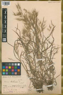 Ejemplar Bromus tectorum L.
