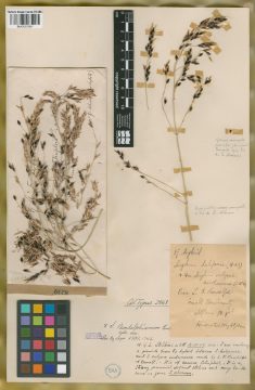 Ejemplar Sorghum radolphianum Parodi