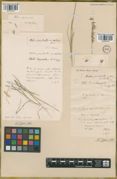 Ejemplar Melica poecilantha E. Desv.