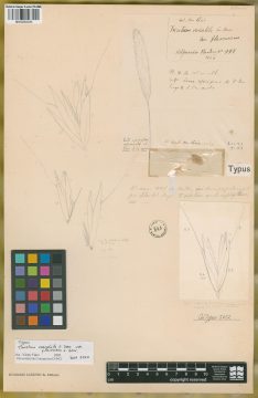 Ejemplar Trisetum variabile E. Desv. var. flavescens E. Desv.
