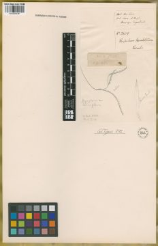 Ejemplar Paspalum humboldtianum Flüggé