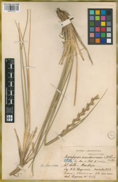Ejemplar Agropyron mendocinum Parodi
