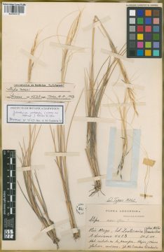Ejemplar Stipa sorianoi Parodi