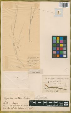 Ejemplar Paspalum saltense Arechav.