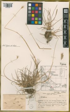Ejemplar Hordeum fuegianum Bothmer, N. Jacobsen & R.B. Jørg.