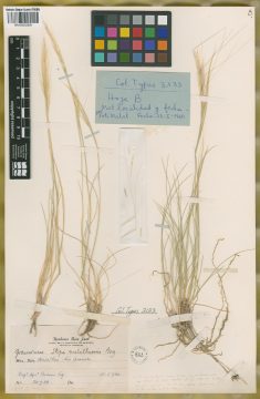 Ejemplar Stipa malalhuensis F. A. Roig