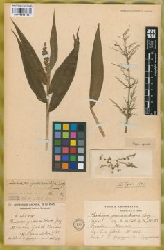 Ejemplar Panicum guaraniticum Speg.
