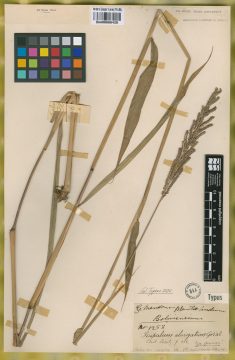Ejemplar Paspalum elongatum Griseb.
