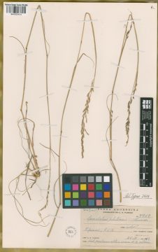 Ejemplar Sporobolus platensis Parodi