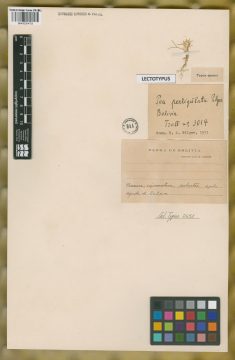 Ejemplar Poa perligulata Pilg.
