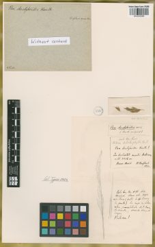 Ejemplar Poa dactyloides Kunth