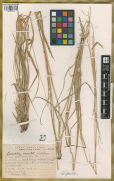 Ejemplar Eriochloa punctata (L.) Desv. ex Ham. fo. intermedia Parodi