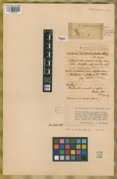 Ejemplar Hordeum subfastigiatum Döll