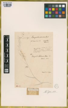 Ejemplar Eragrostis virescens J. Presl