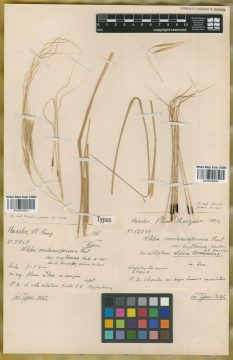 Ejemplar Stipa melanosperma J. Presl var. erythrina Hack.